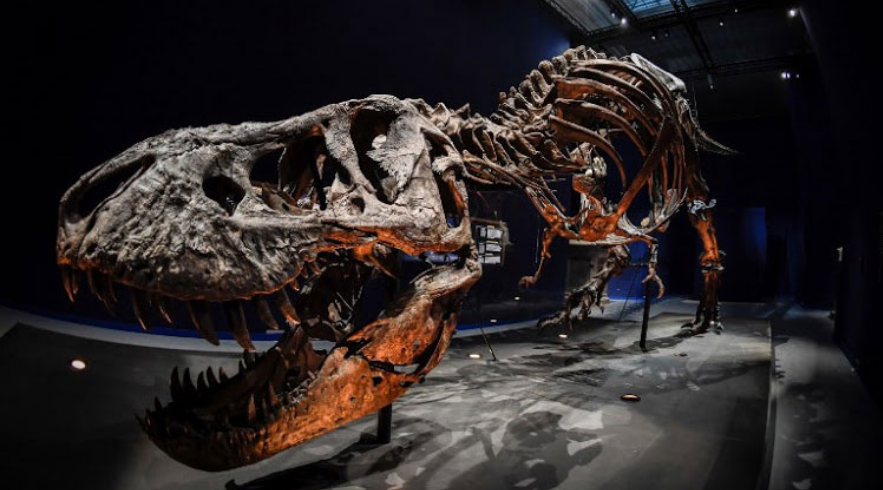 Fosil dinosaurus yang dipamerkan.