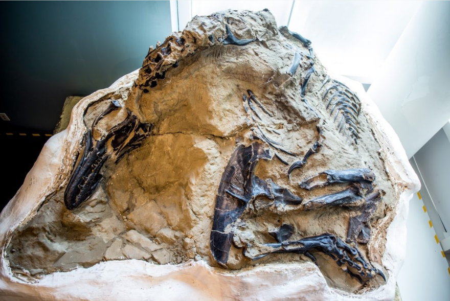 Fosil dinosaurus yang dipamerkan.