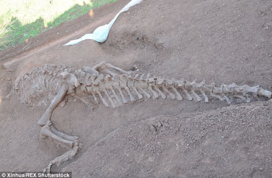 Fosil dinosaurus yang dipamerkan.