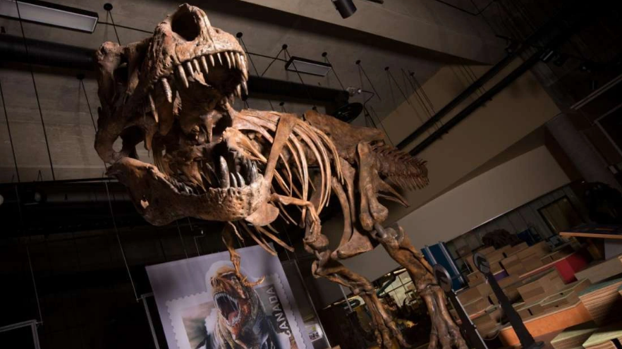 Fosil dinosaurus yang dipamerkan.