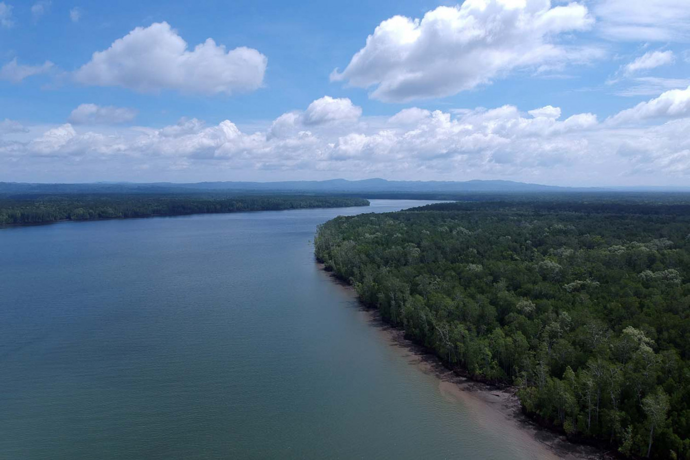 Hutan Mangrove, Teluk Bintuni