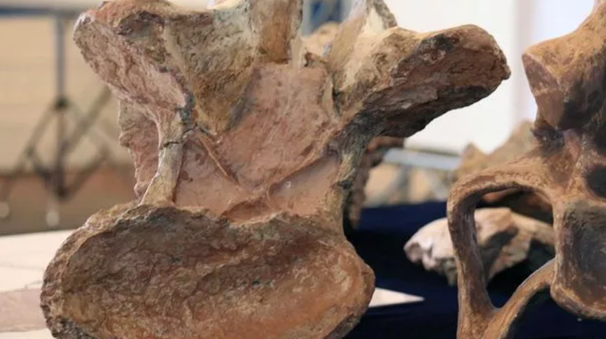 Kaki fosil dinosaurus terbesar yang berusia 90 tahun.