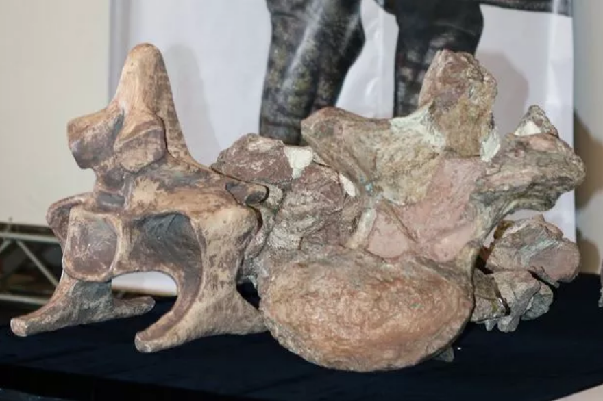 Kaki fosil dinosaurus dari 90 juta tahu lalu.