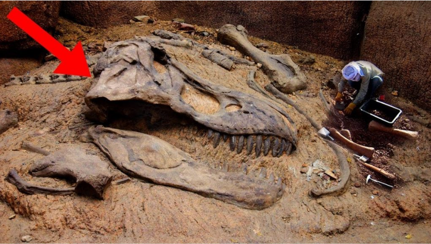 Fosil Spinosaurus.