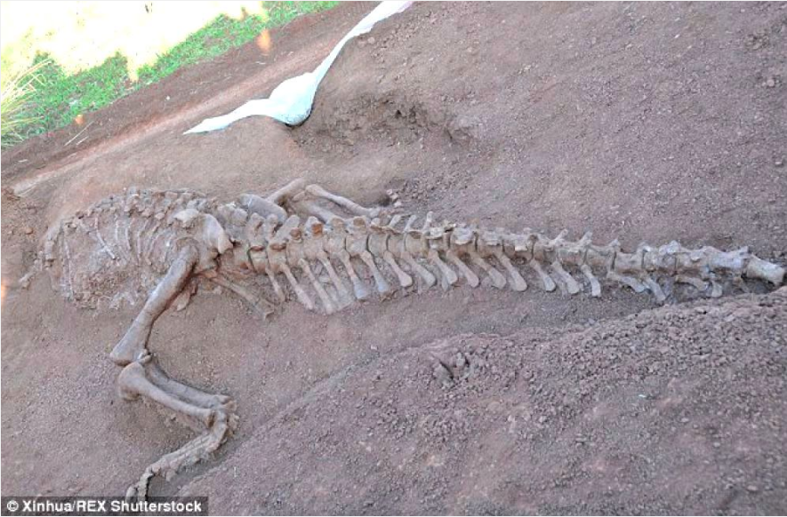 Ichthyosaurus anningae.