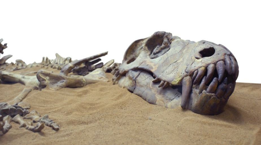 Ichthyosaurus anningae.