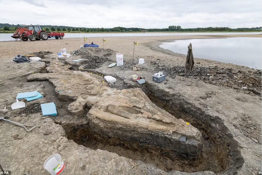 Penemuan fosil naga laut Ichthyosaurus raksasa.
