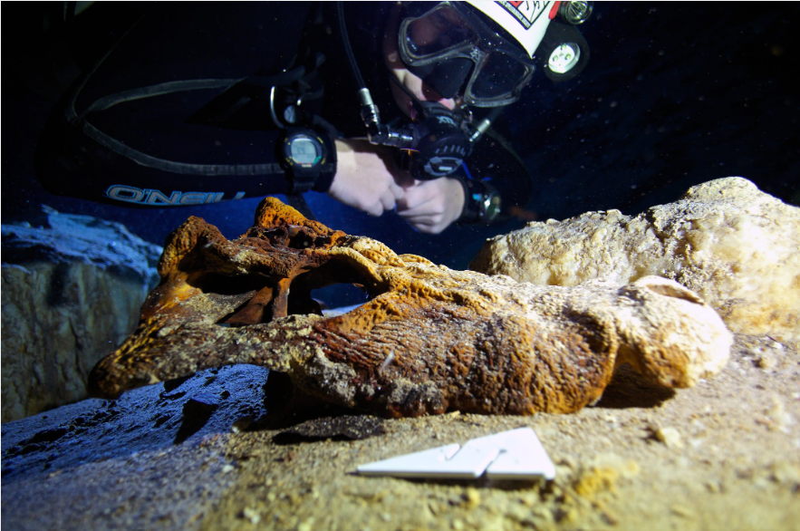 Fosil makhluk purba di laut madagaskar.