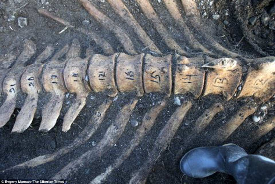 Fosil Monster Laut Legendaris yang ditemukan tanpa kepala.