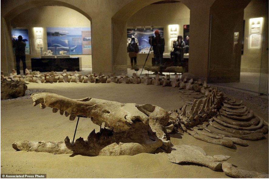 Fosil Basilosaurus terbesar, fosil paus purba dipamerkan di museum fosil.