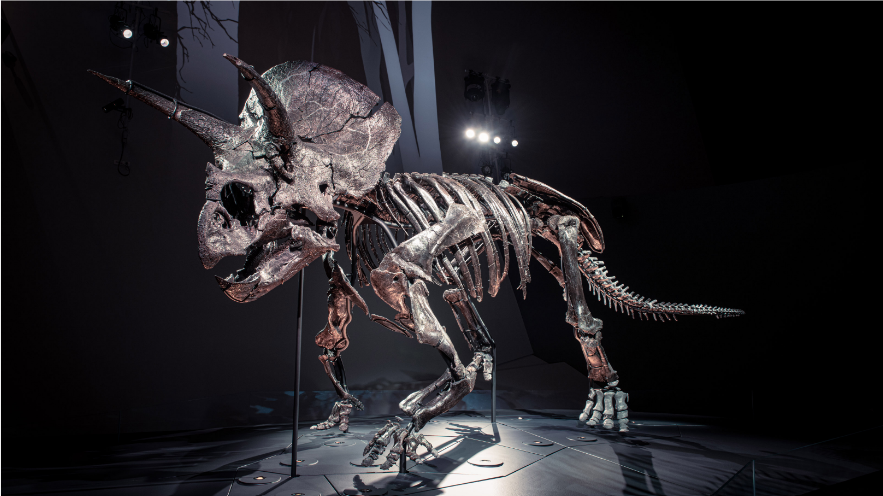 Dinosaurus Langka Triceratops.