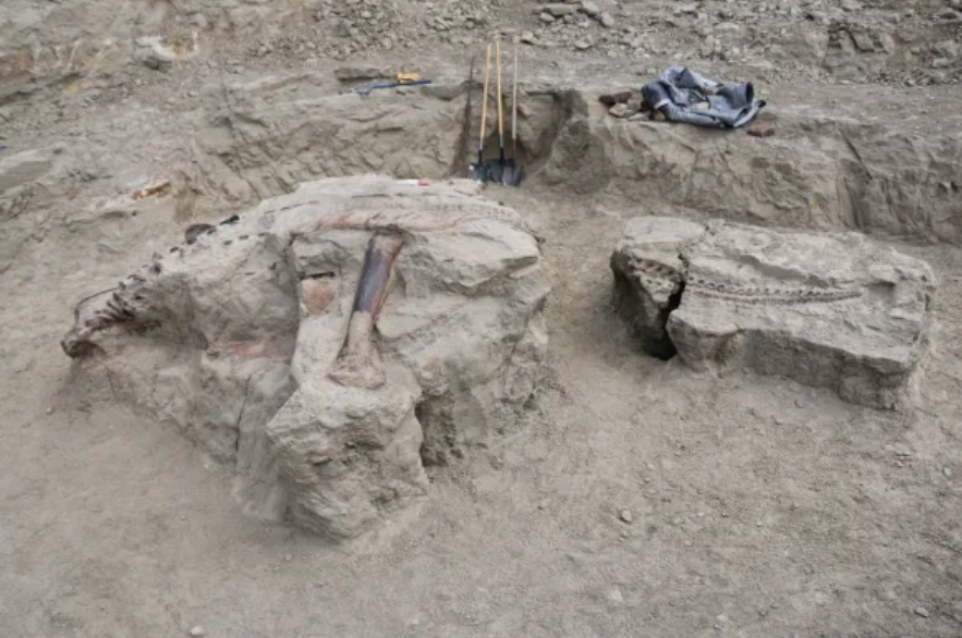 Dinosaurus Langka Triceratops.