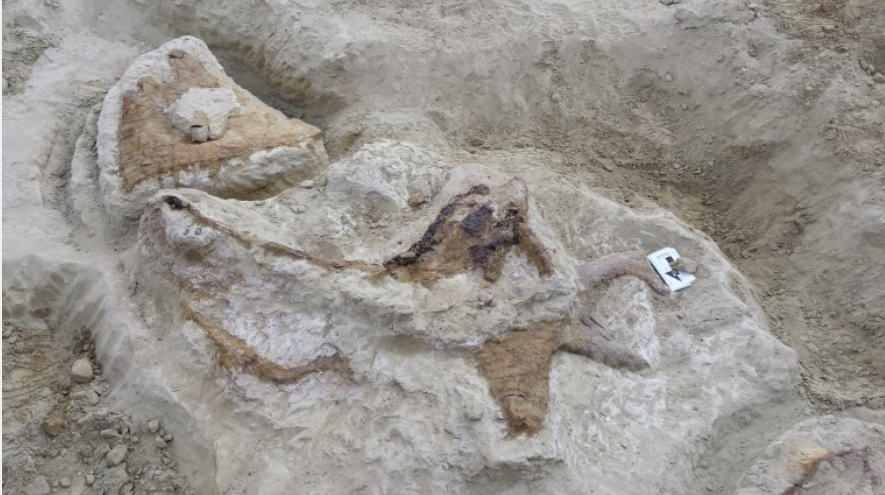 Dinosaurus Langka Triceratops.