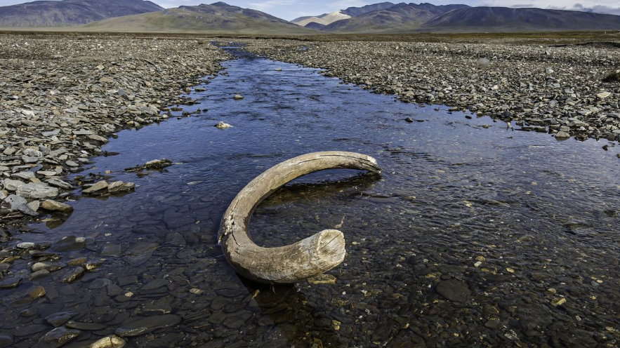 Tulang Mammoth Berusia 100.000 Tahun.