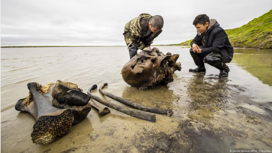 Tulang sendi lutut dan tulang kering bagian bawah dari mammoth berbulu.