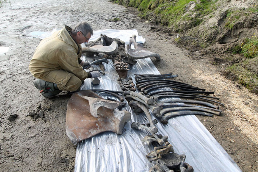Tulang kaki mammoth berbulu dan tulang belakang bison purba.