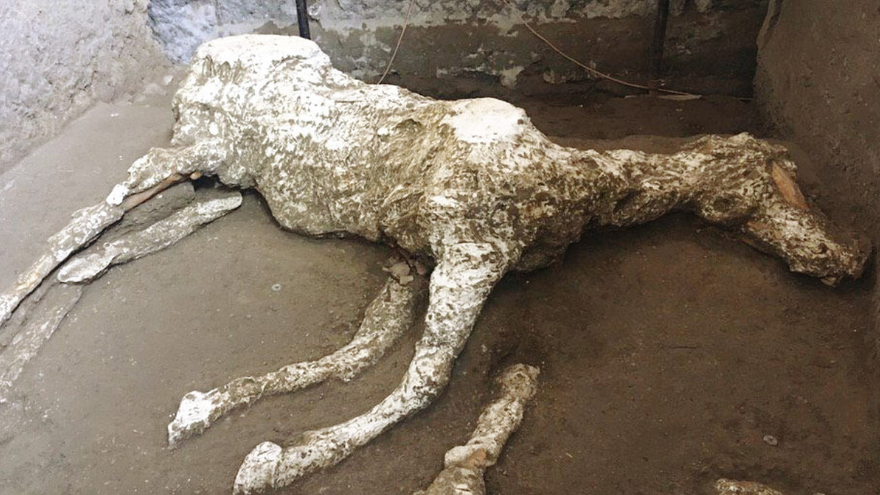 Fosil Kuda 2.000 tahun di Pompeii.