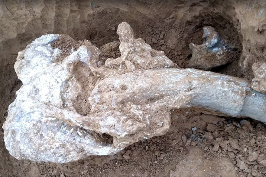 Fosil Kuda 2.000 tahun di Pompeii.