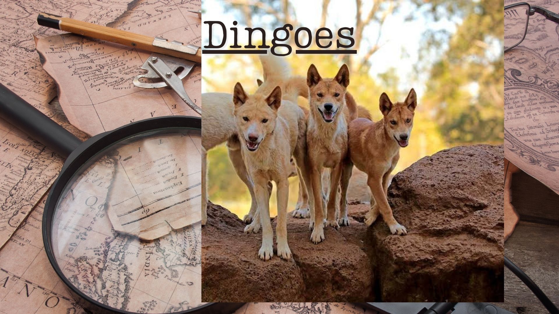 Dingoes (newscientist.com)