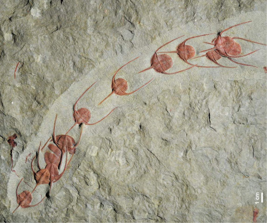 Fosil Trilobita.