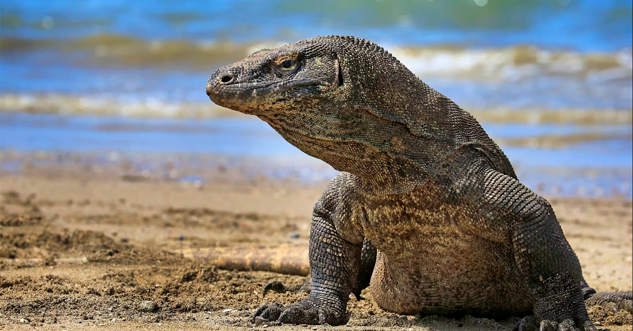 Komodo (lonelyplanet.com)