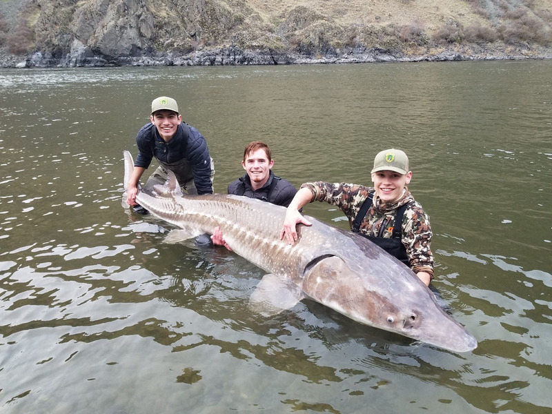 Foto Ikan Sturgeon yang ditangkap (animalfor.com)