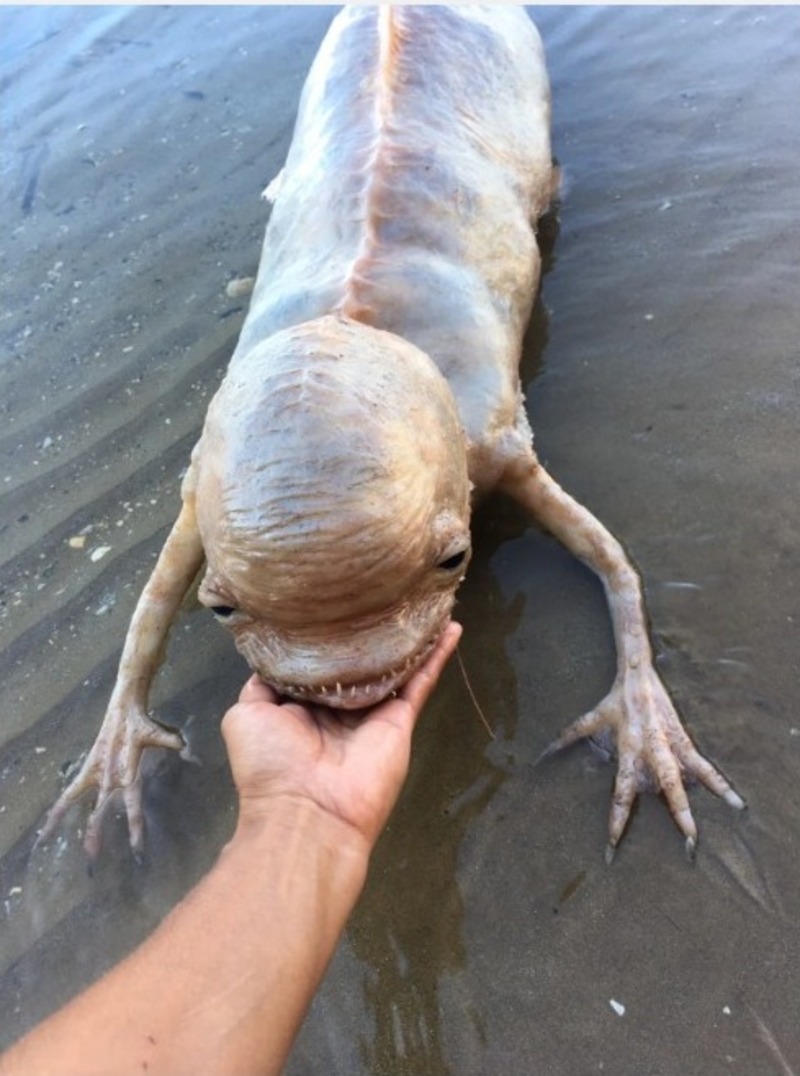 Foto penemuan makhluk aneh (animalfor.com)