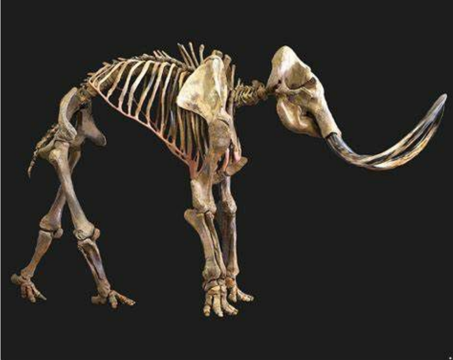 Penemuan Skelet Mammoth Terbesar di Dunia.