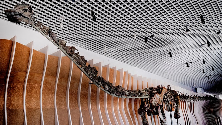 Kerangka dinosaurus berusia 150 juta tahun dipajang di pusat penyambutan baru Museum Sejarah Alam, Los Angeles