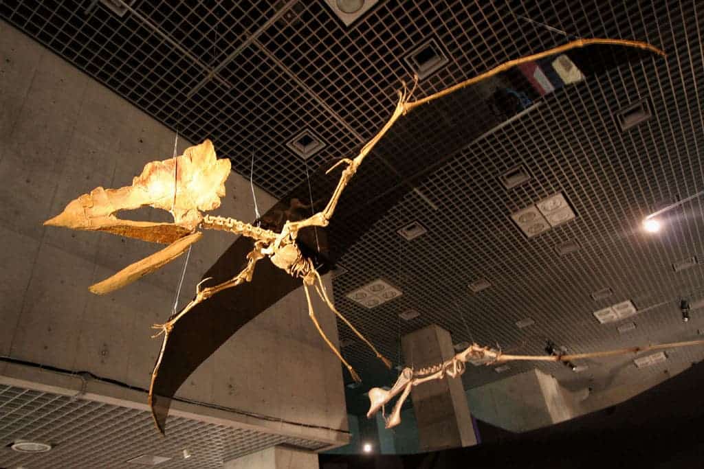 Fossil Pterodactyl