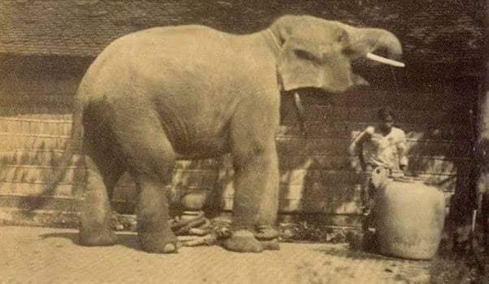 Gajah Jawa