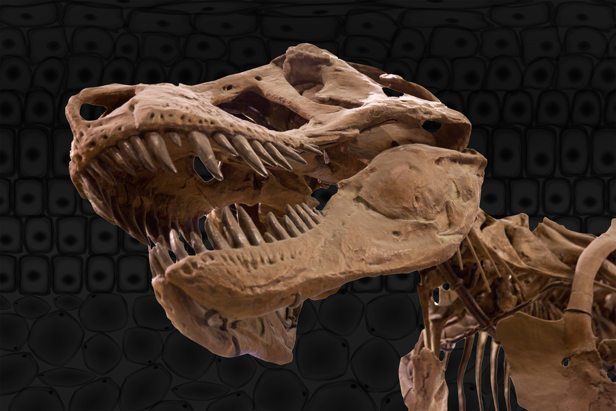 Contoh fossil  bagaimana kolagen dalam tulang dinosaurus bisa bertahan jutaan tahun.
