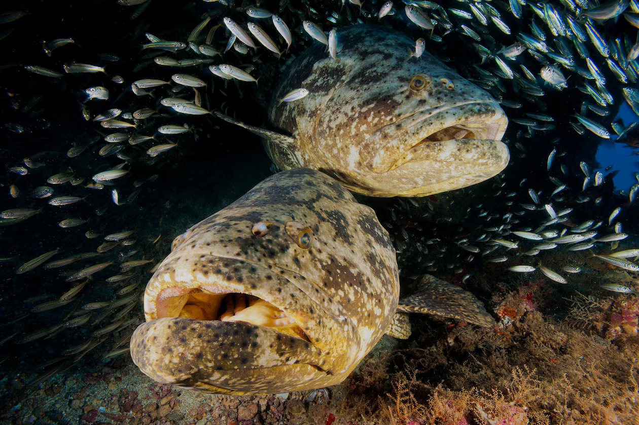 Goliath Groupers, yang dapat hidup hingga 50 tahun, adalah salah satu spesies yang diamati berputar dalam lingkaran ganjil di Florida Keys.