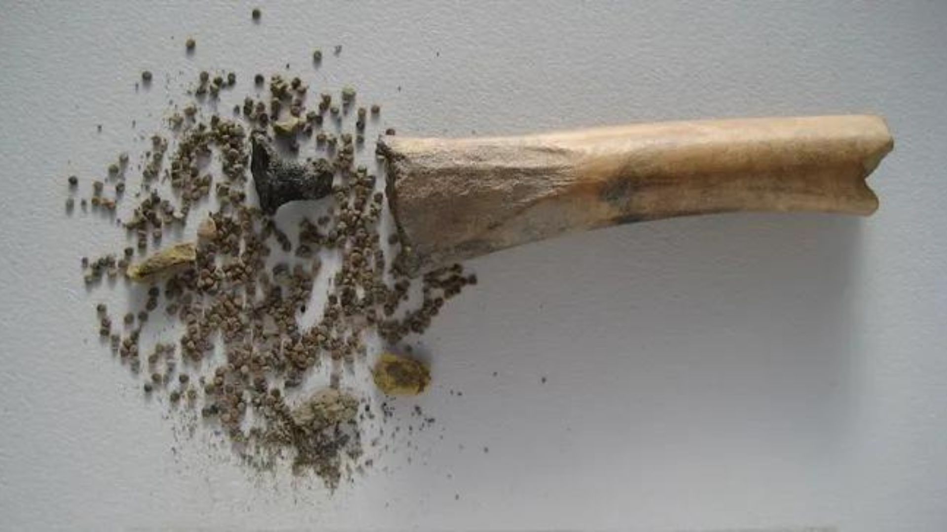 black henbane yang disimpan di dalam tulang (credit: BIAX Consult)