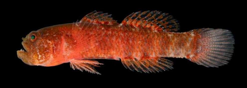 Grumpy Dwarfgoby