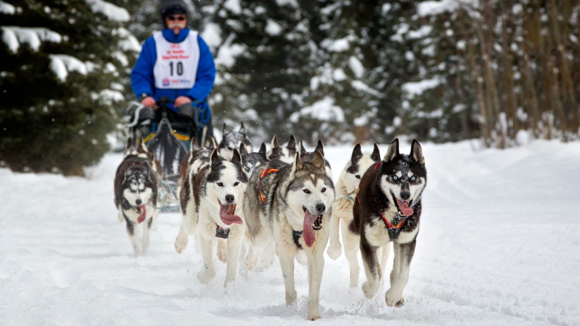 Sebuah tim anjing husky Siberia berlomba di Anchorage Fur Rendezvous pada tahun 2013 di Alaska.