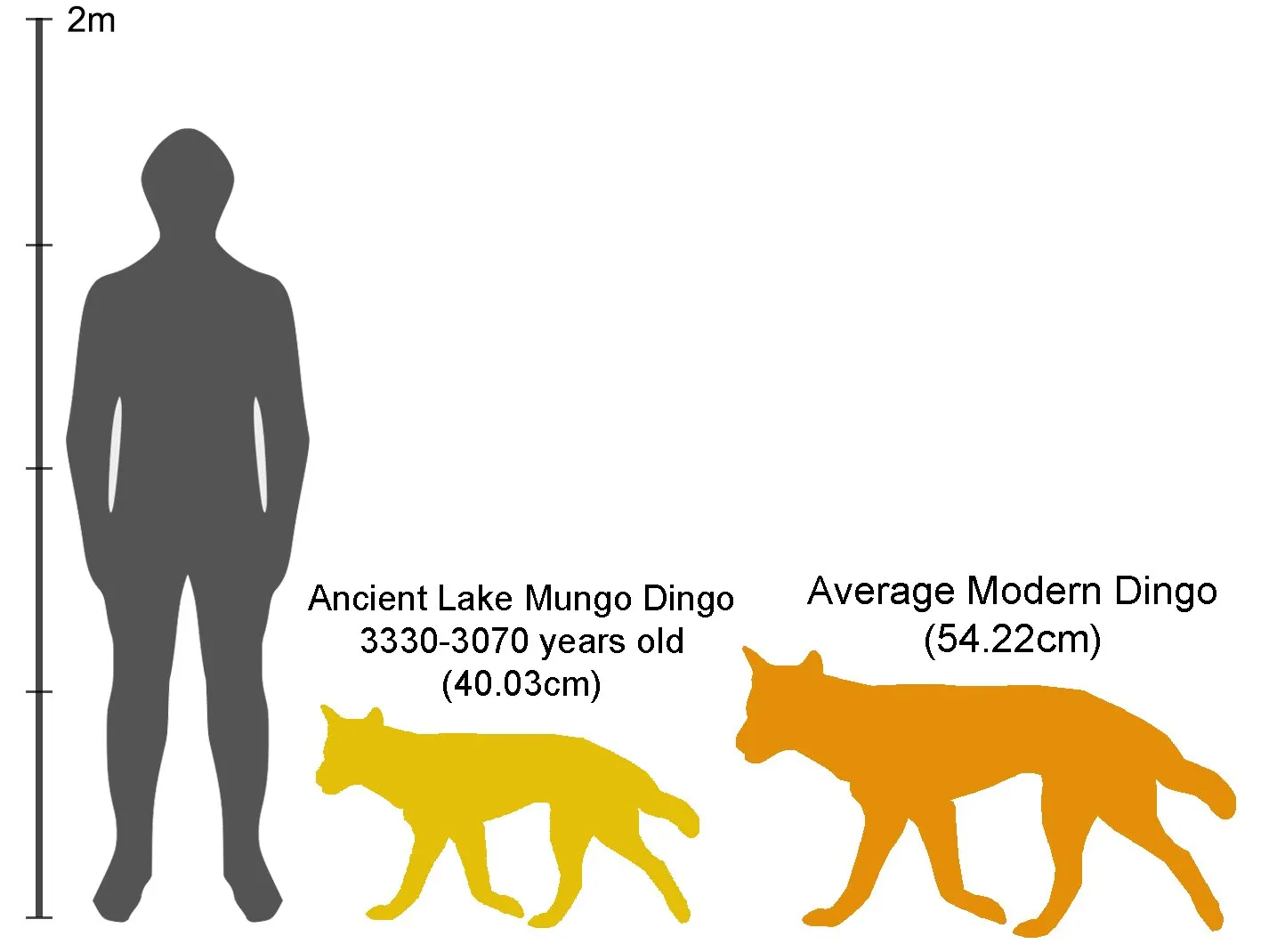 Grafik menunjukkan ketinggian relatif dingo.