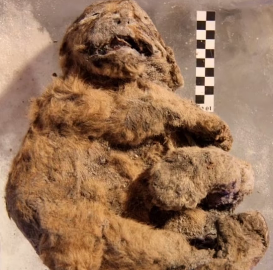 Singa Purba Berusia 28.000 Tahun Ditemukan di Siberia.