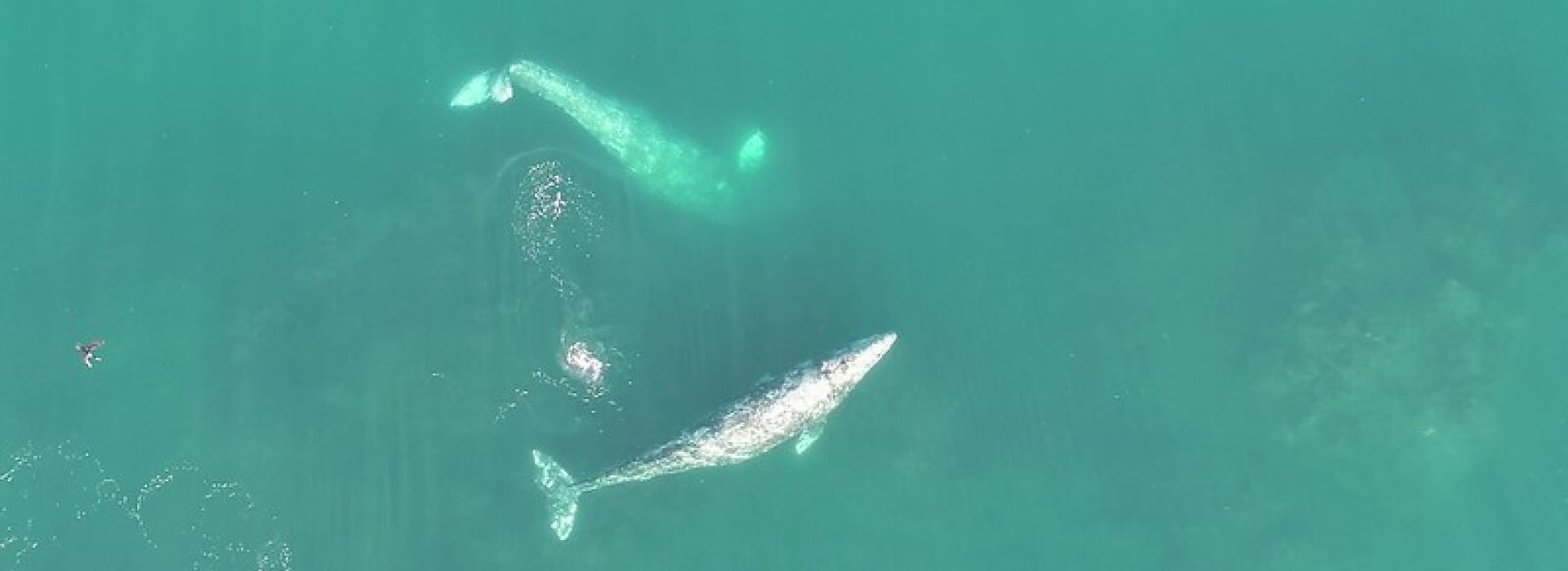 Rekaman drone yang diambil oleh para peneliti di Marine Mammal Institute di Oregon State University menawarkan wawasan baru tentang akrobatik yang dilakukan oleh paus abu-abu