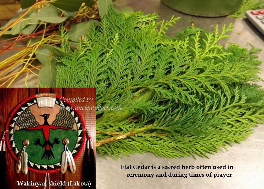 Foto Cedar (ancientpages.com)