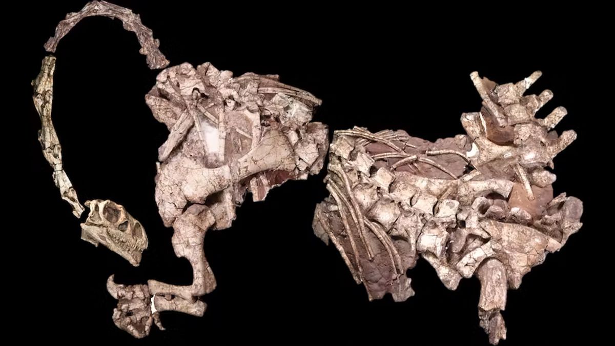 Sisa-sisa fosil dinosaurus berleher panjang Massospondylus.