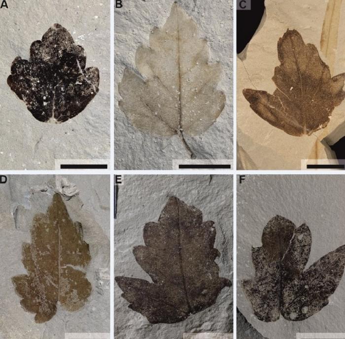 Selebaran lateral fosil Nekemias mucronata dari koleksi Museum Ilmu Pengetahuan Alam Barcelona.