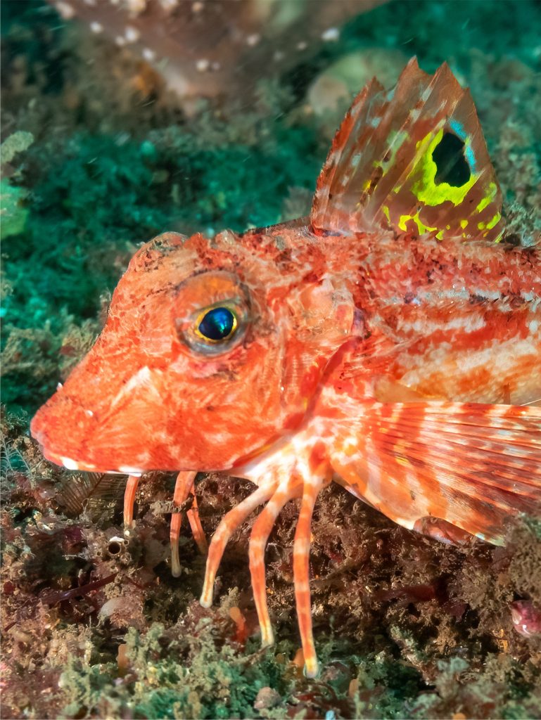 Seekor sea robin, Lepidotrigla papilio.