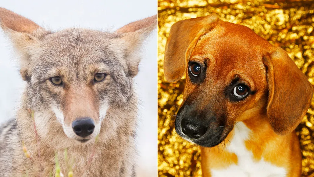 Ternyata coyote memiliki otot wajah yang terkenal memungkinkan anjing memperlebar mata mereka menjadi tampilan memelas seperti "puppy-dog eyes" yang memikat manusia.