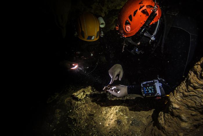Penyelam dari Masyarakat Speleologi Republik Dominika mengamati fosil Antillothrix di dalam gua basah di Republik Dominika.