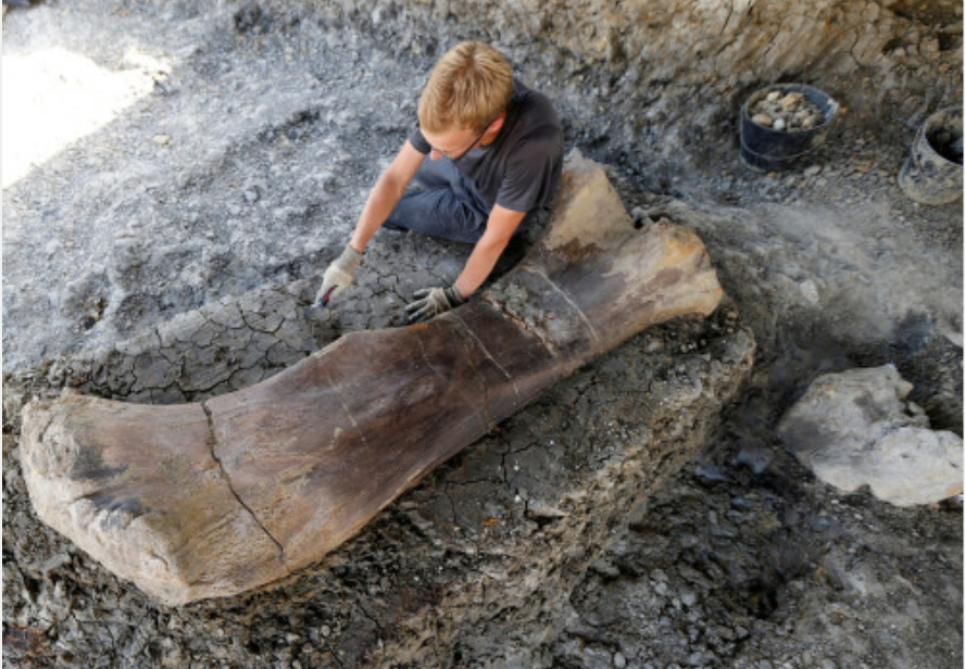 Tulang Dinosaurus Seberat 500 kg.
