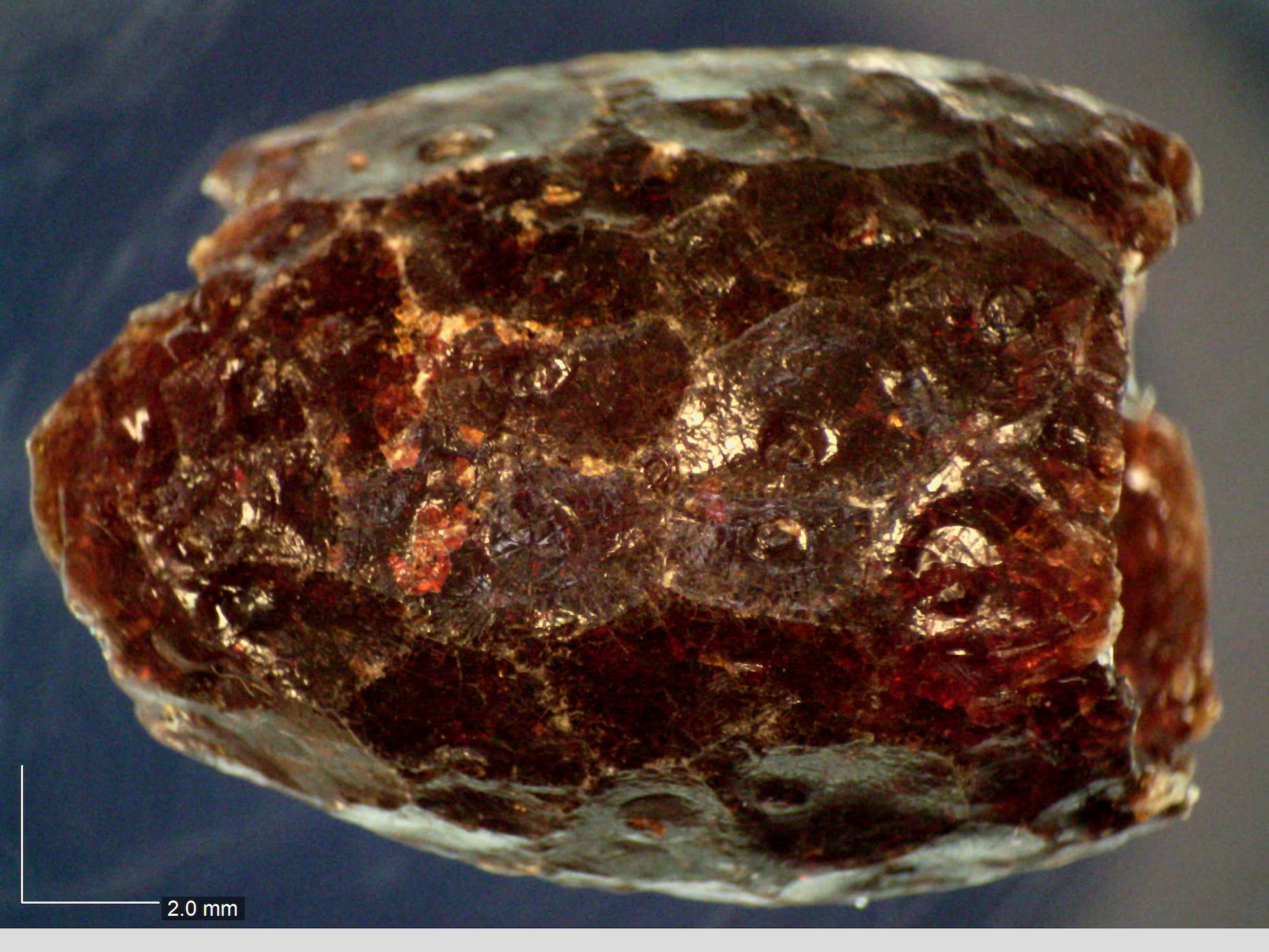 Batu amber asli