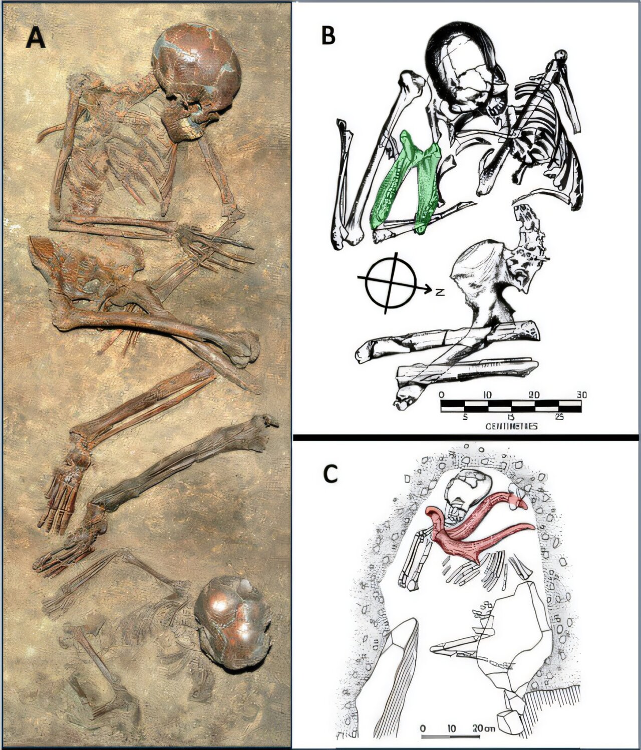 Contoh penguburan Homo sapiens awal termasuk penguburan ganda dari Gua Qafzeh (#9-10) [A], penguburan dewasa dengan rahang babi hutan (hijau) di Skhul 5 [B], dan penguburan remaja dengan tanduk rusa.
