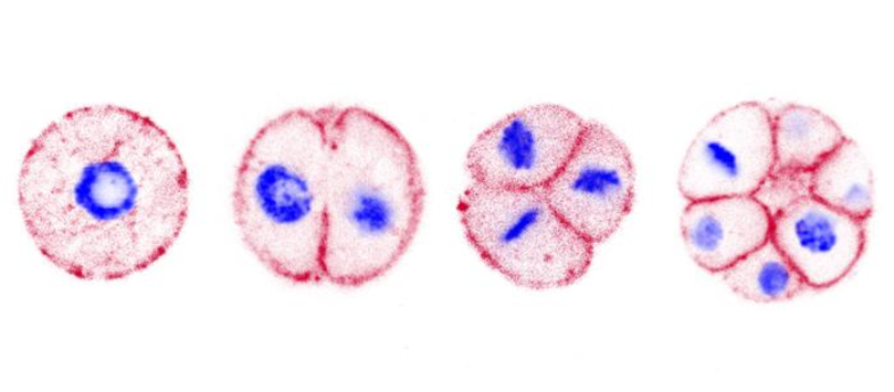 Gambar perkembangan multiseluler dari ichthyosporean Chromosphaera perkinsii, sepupu dekat hewan. Warna merah adalah membran dan warna biru adalah inti dengan DNA-nya.