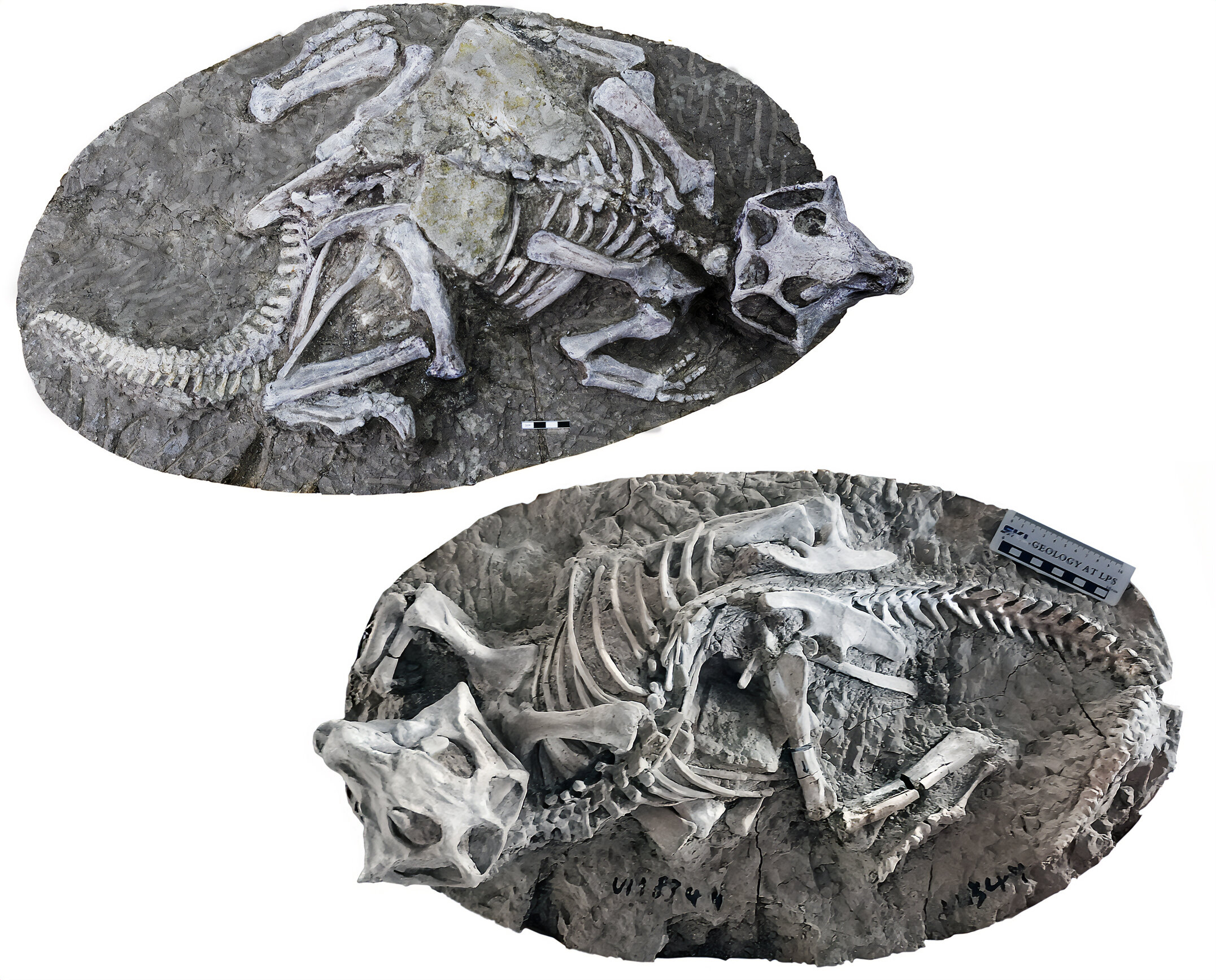 Dua kerangka dinosaurus Psittacosaurus seukuran domba yang diartikulasikan dengan sempurna, ditemukan di Formasi Yixian Tiongkok.